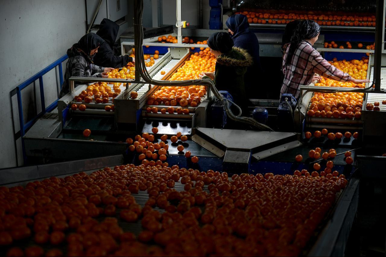 Workers sorting and packaging mandarins by size to meet orders for overseas shipment at a facility in Seferihisar district of Izmir, Türkiye, Dec. 16, 2025. (AA Photo)
