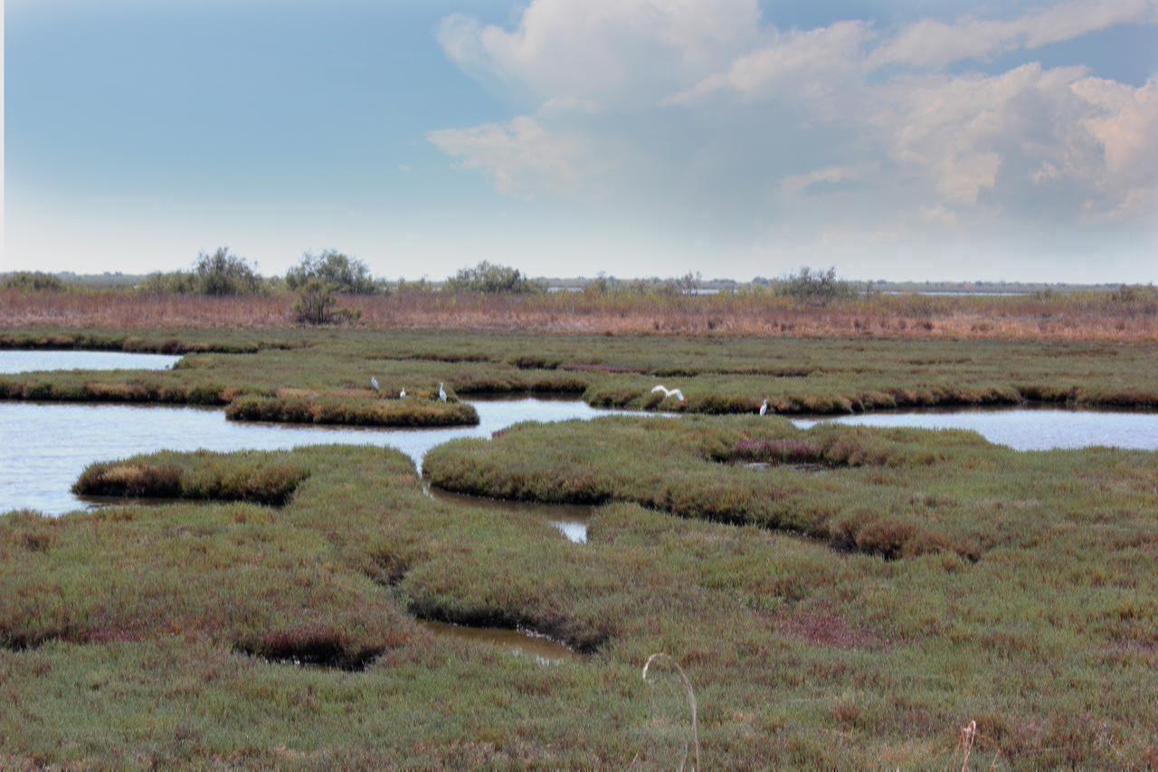 Birds circle above the river delta at Evros National Park in Greece, December 18, 2025. (Adobe Stock Photo)