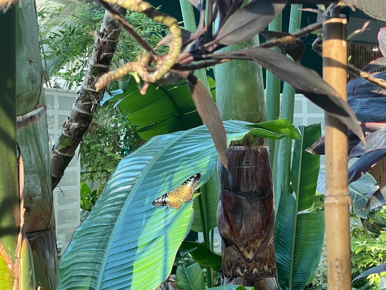 An interior view of the Konya Tropical Butterfly Garden, Konya, Türkiye, Dec. 17, 2025. (Photo by Koray Erdogan/Türkiye Today)