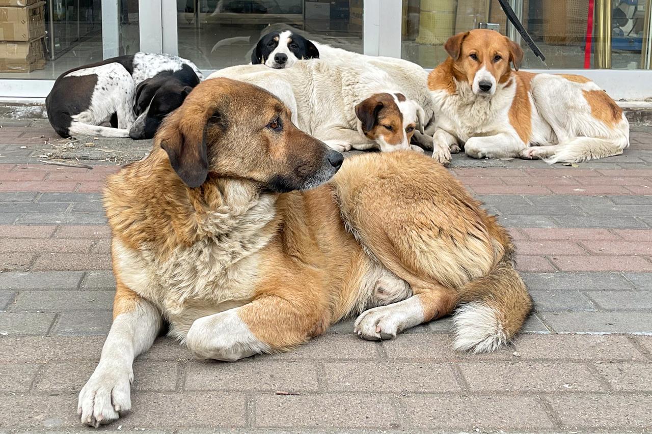 A group of stray dogs lying in front of a shop entrance in Istanbul, Türkiye. (Adobe Stock Photo)