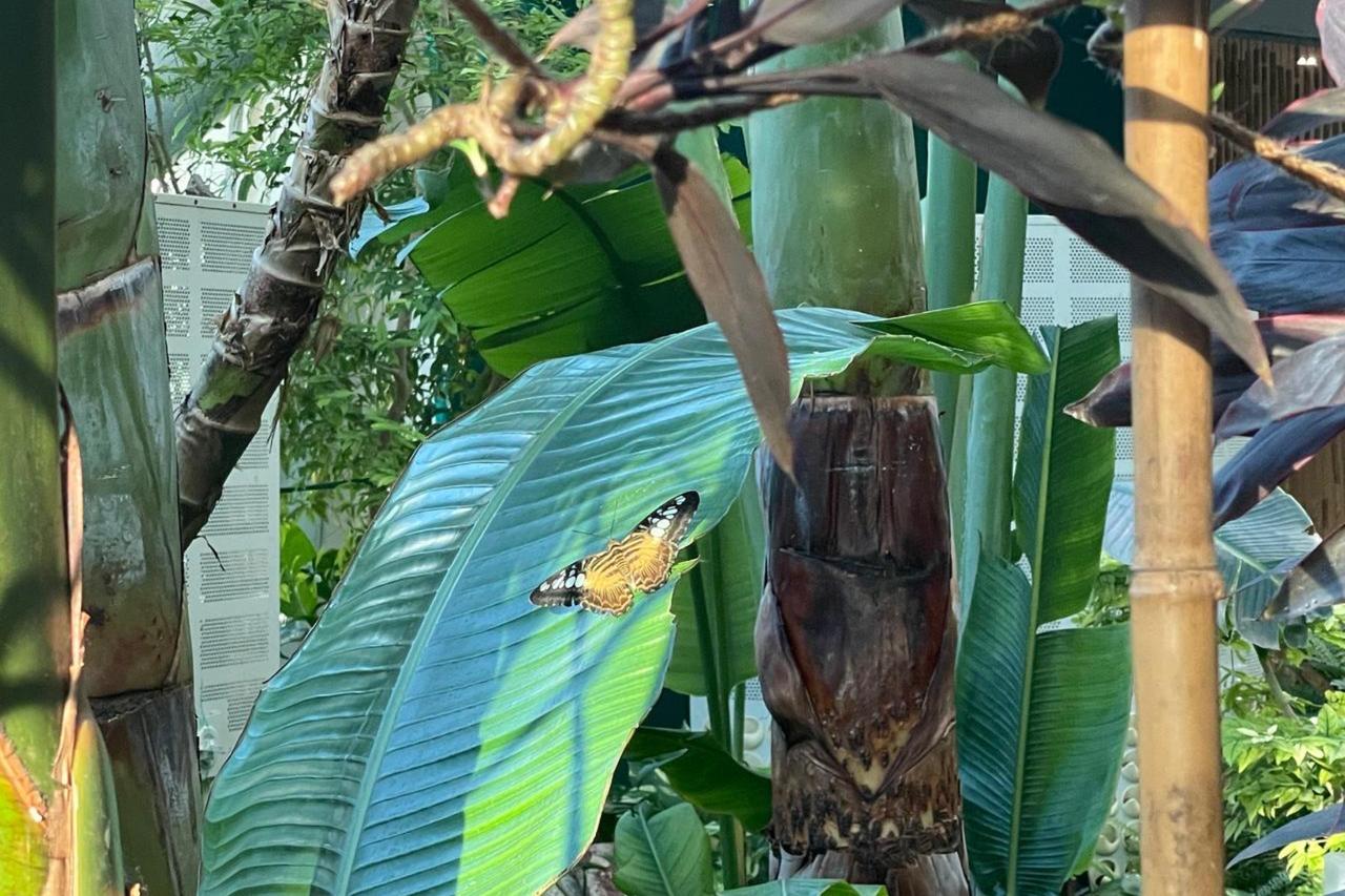 Konya Tropical Butterfly Garden offers immersive window into living world of insects
