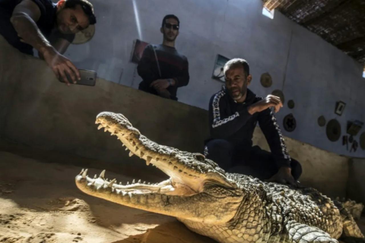 Israel Prison Service examines feasibility of crocodile perimeter prison