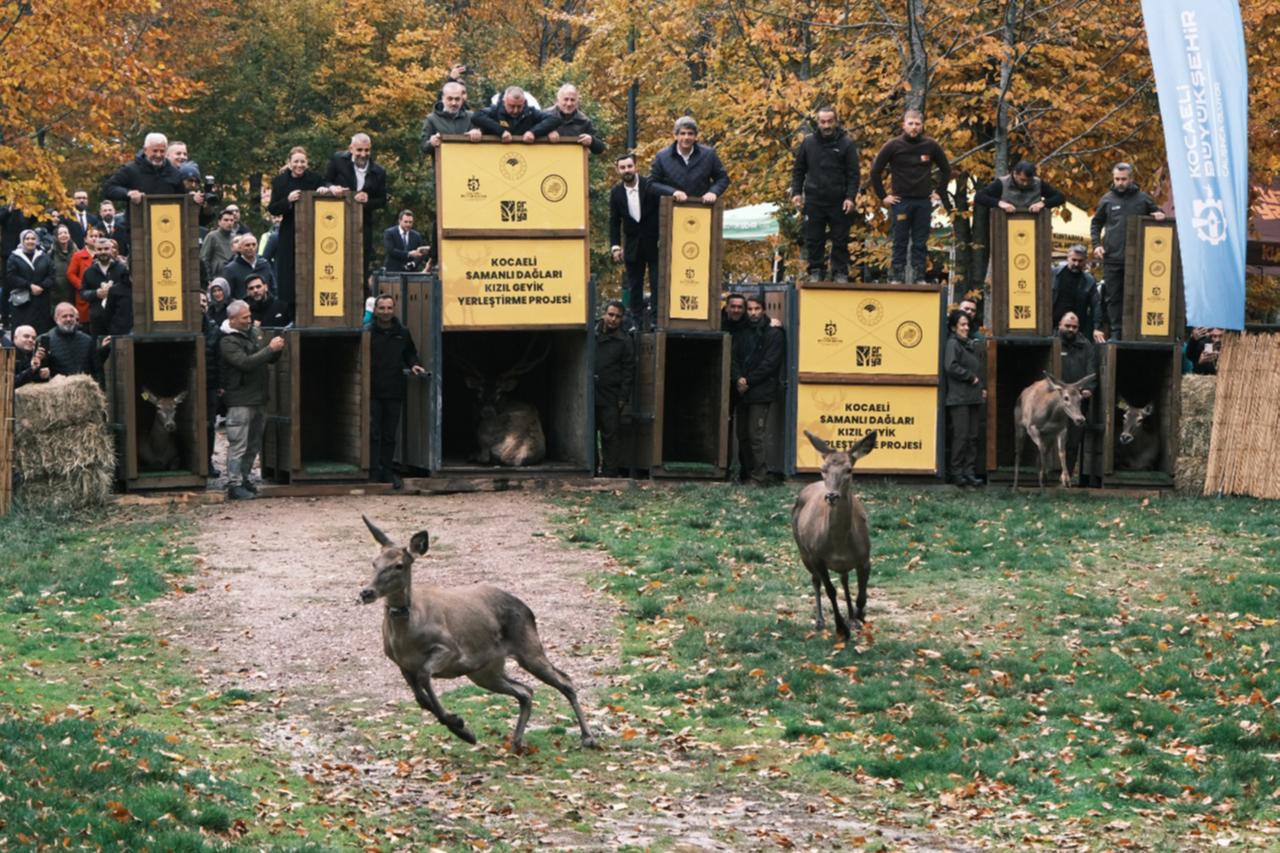 Endangered red deer bred, released at Istanbul wildlife conservation facility