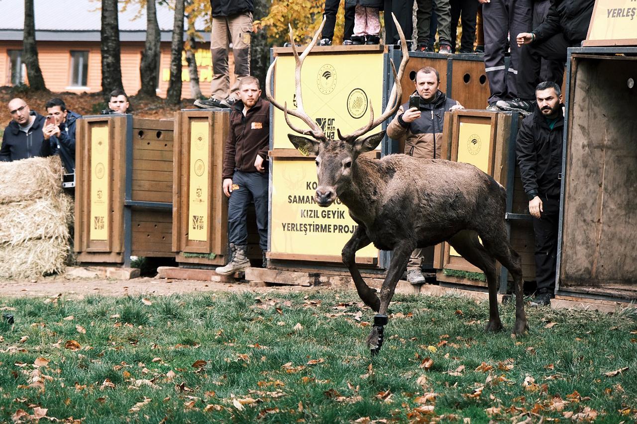 A red deer at Bahcekoy Station, part of Türkiye’s first wildlife breeding and conservation program. Istanbul, Türkiye, December 23, 2025. (AA Photo)