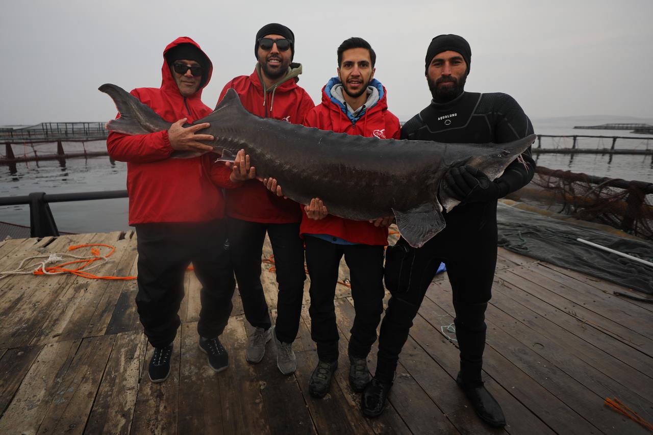 Elazig facility aims to become caviar production hub through sturgeon farming
