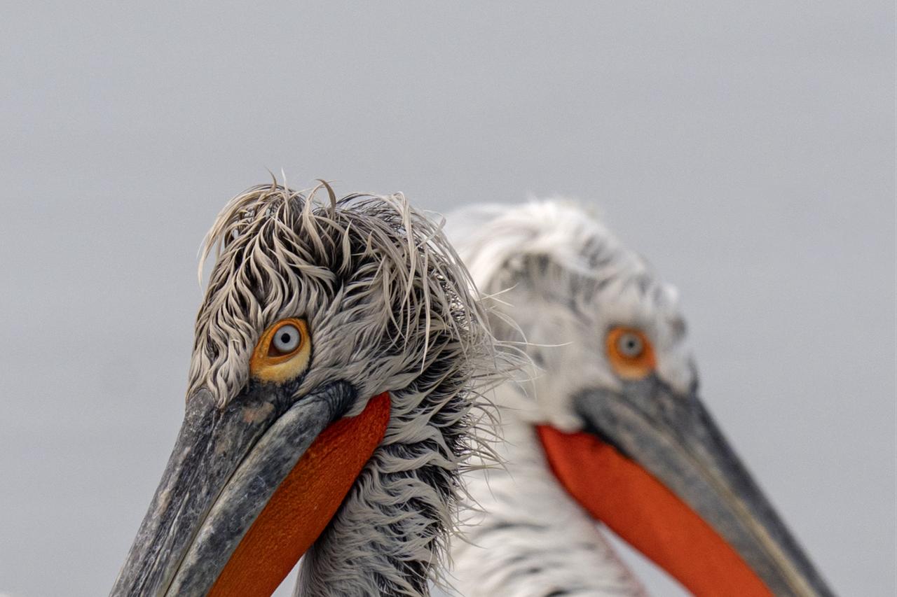 Izmir Gulf hosts rare dalmatian pelicans