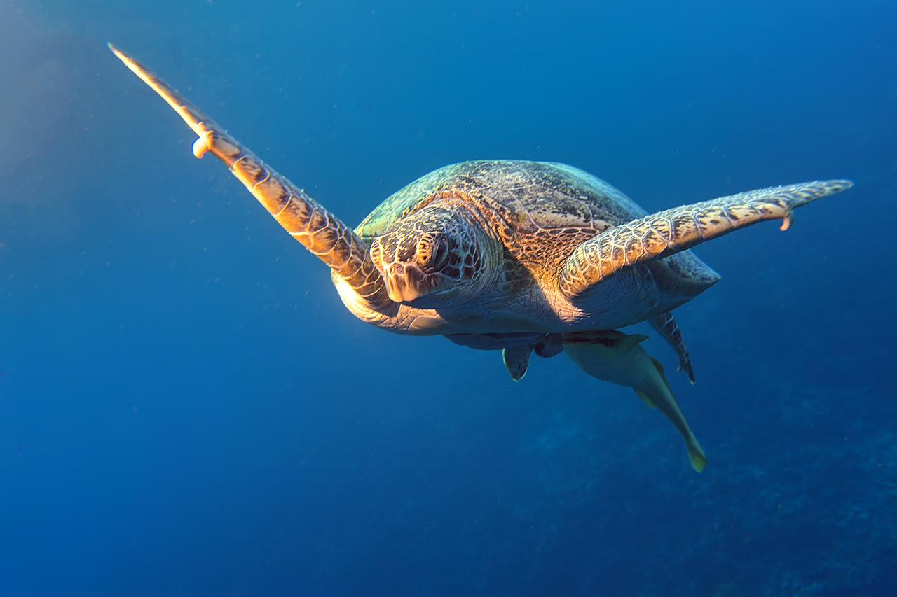 Smart technologies revolutionize underwater photography