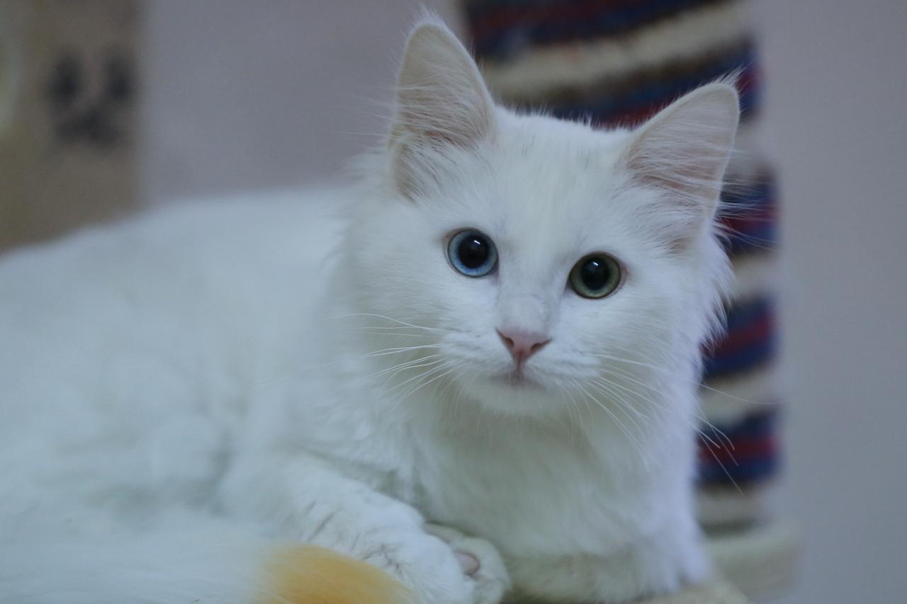 Van cats record 120 births in 2025 as conservation efforts in Türkiye expand