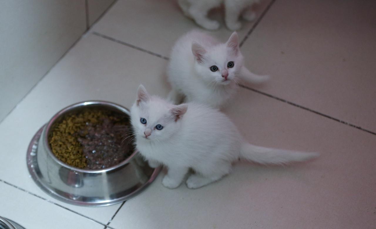 Kittens are seen at the Cat Villa within Van Yuzuncu Yil University’s Van Cat Research and Application Center, where protected cats gave birth to 120 kittens this year in Van, Türkiye, Dec. 23, 2025. (AA Photo)