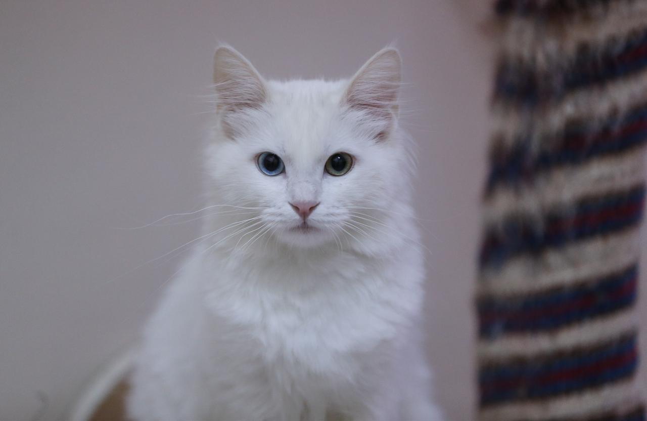 A Van cat is seen at the Cat Villa within Van Yuzuncu Yil University’s Van Cat Research and Application Center, where protected cats gave birth to 120 kittens this year in Van, Türkiye, Dec. 23, 2025. (AA Photo)