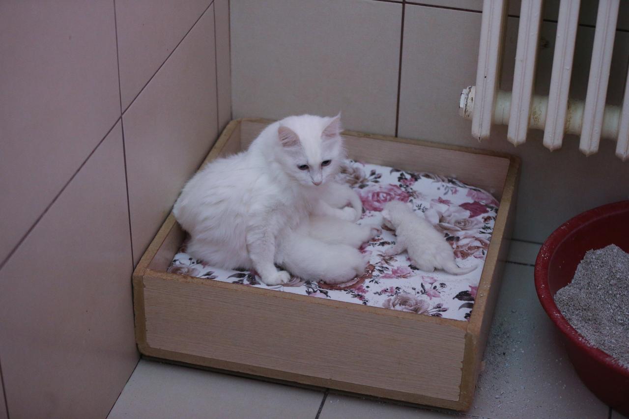 A Van cat that has just given birth is seen with her kittens at the Cat Villa within Van Yuzuncu Yil University’s Van Cat Research and Application Center, where protected cats gave birth to 120 kittens this year in Van, Türkiye, Dec. 23, 2025. (AA Photo)