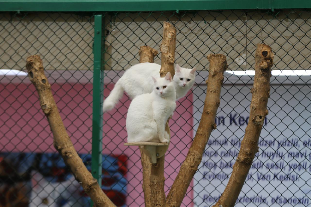 Van cats are seen on a cat tree at the Cat Villa within Van Yuzuncu Yil University’s Van Cat Research and Application Center, where protected cats gave birth to 120 kittens this year in Van, Türkiye, Dec. 23, 2025. (AA Photo)