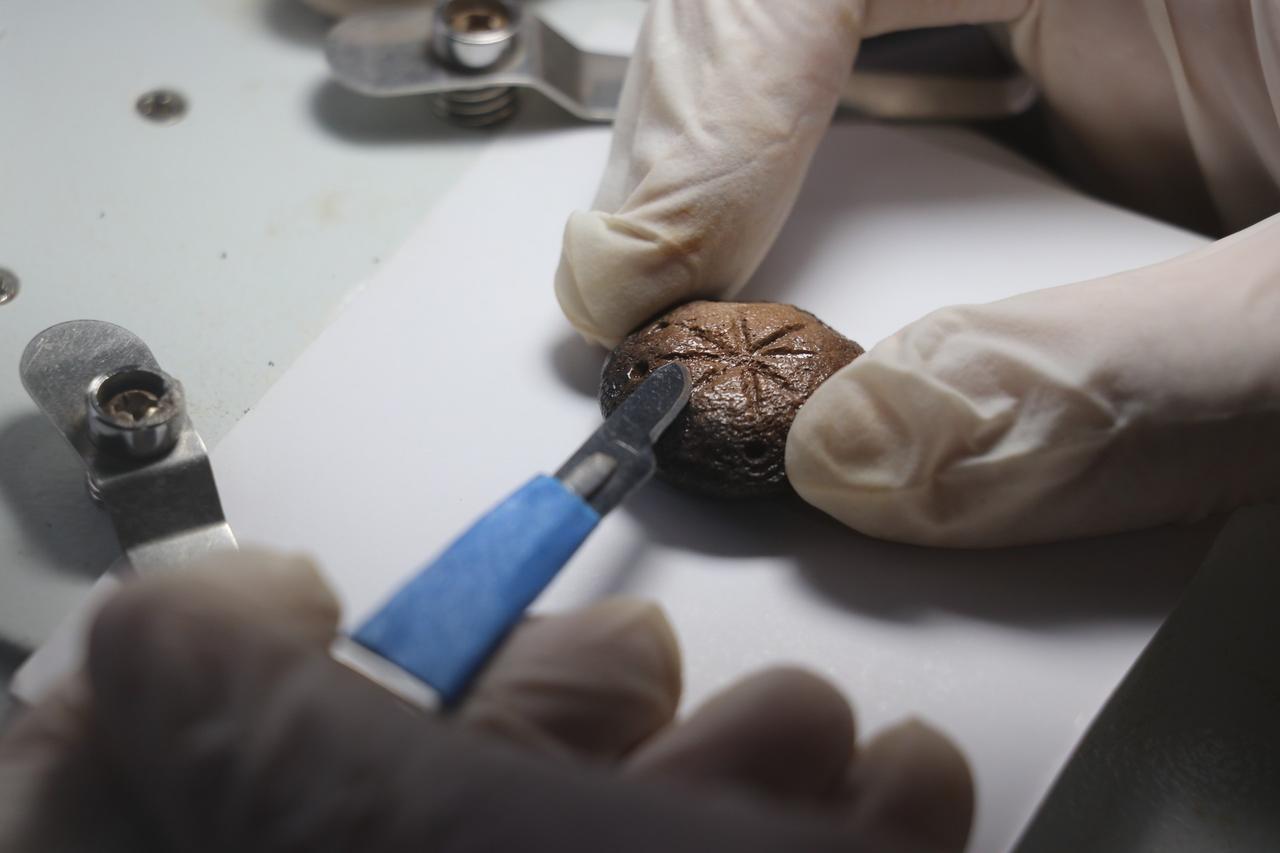 Ancient pieces or tokens related to military strategy games found in Hadrianopolis ancient city, Karabuk, Türkiye, Jan. 10, 2025. (AA Photo)