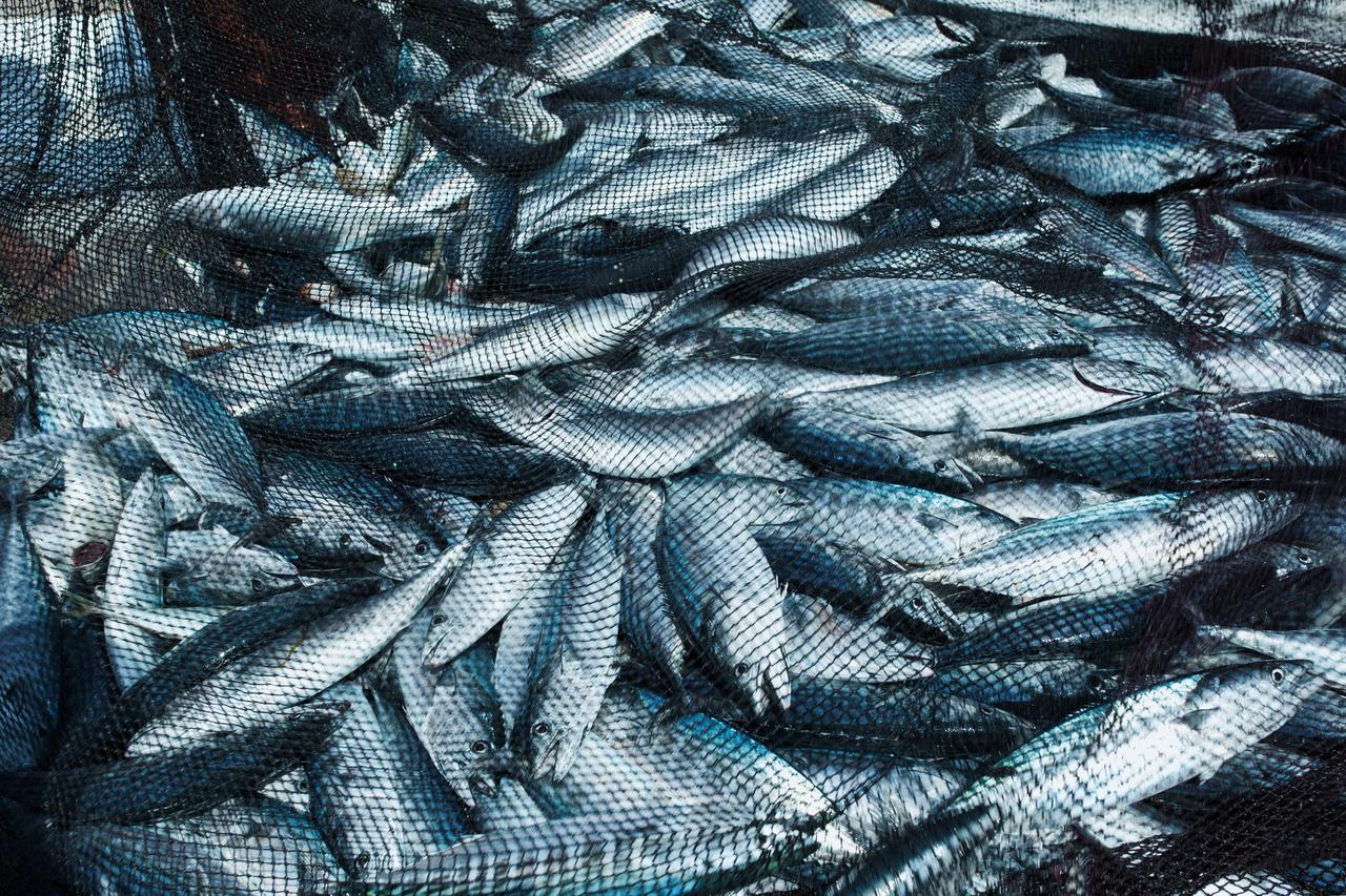 Türkiye becomes top supplier of seafood to Greece: Report