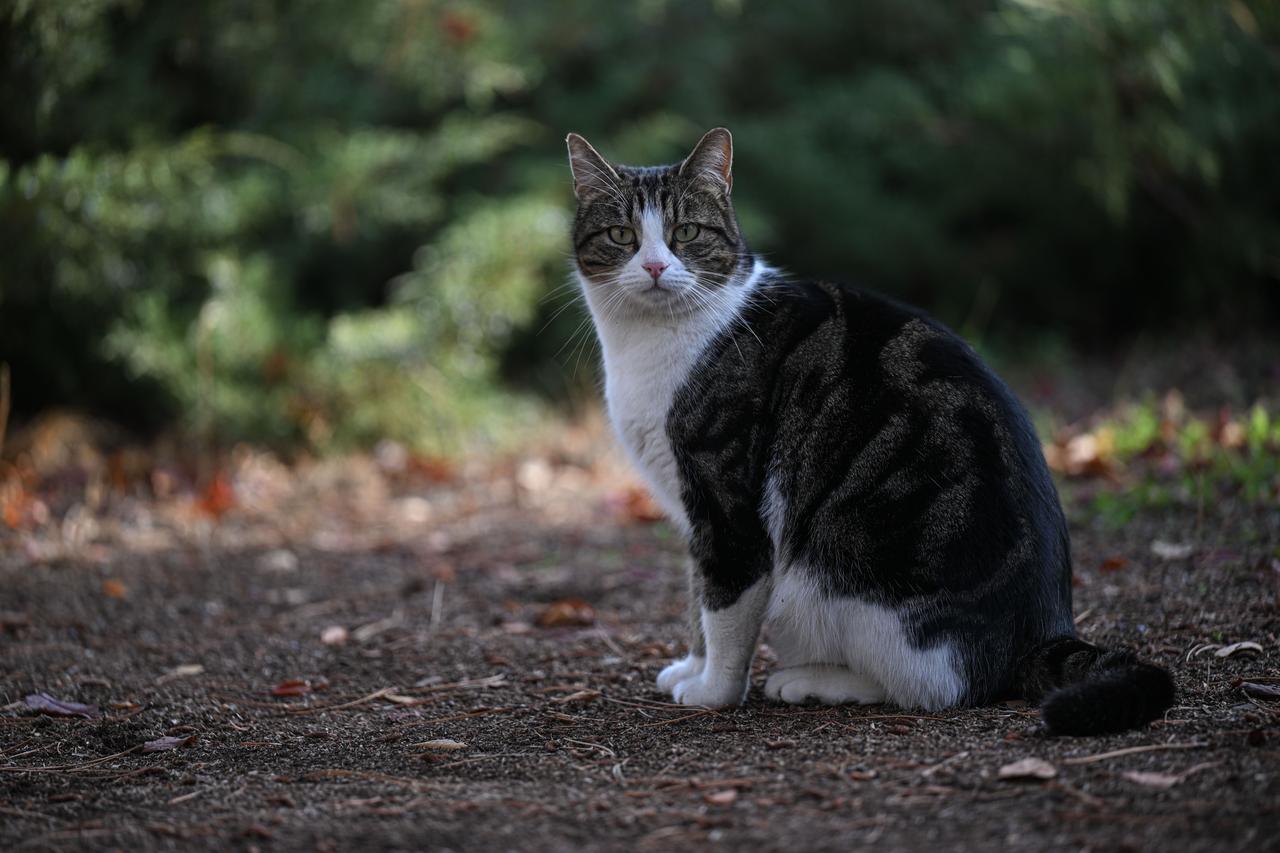 A campus cat sits on the grounds of Bilkent University in Ankara, Türkiye, Dec. 6, 2025. (AA Photo)