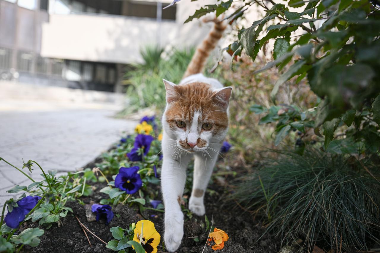 A campus cat walks through a flower bed at Bilkent University in Ankara, Türkiye, Dec. 6, 2025. (AA Photo)