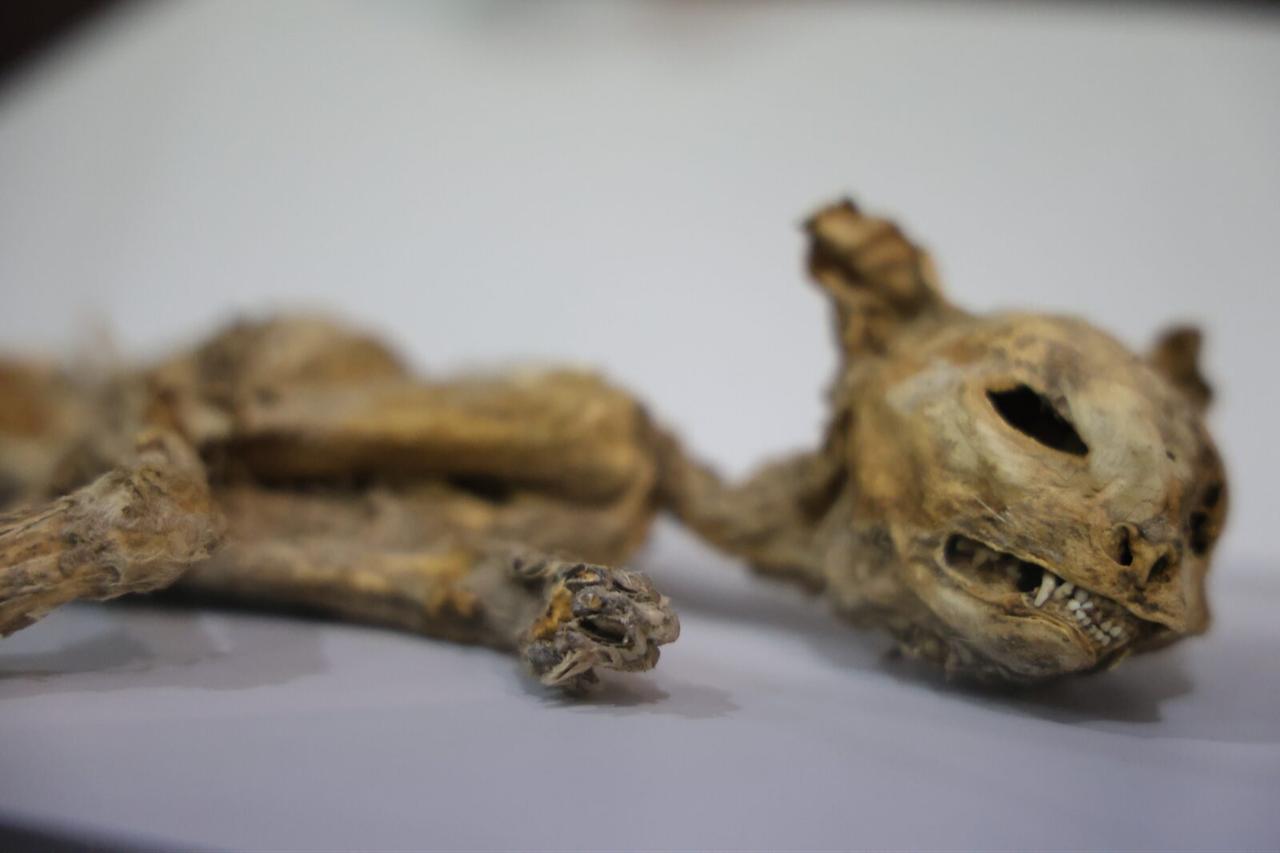 Cat mummy displayed from various excavations in Aksaray, Türkiye, Dec. 1, 2023. (IHA Photo)