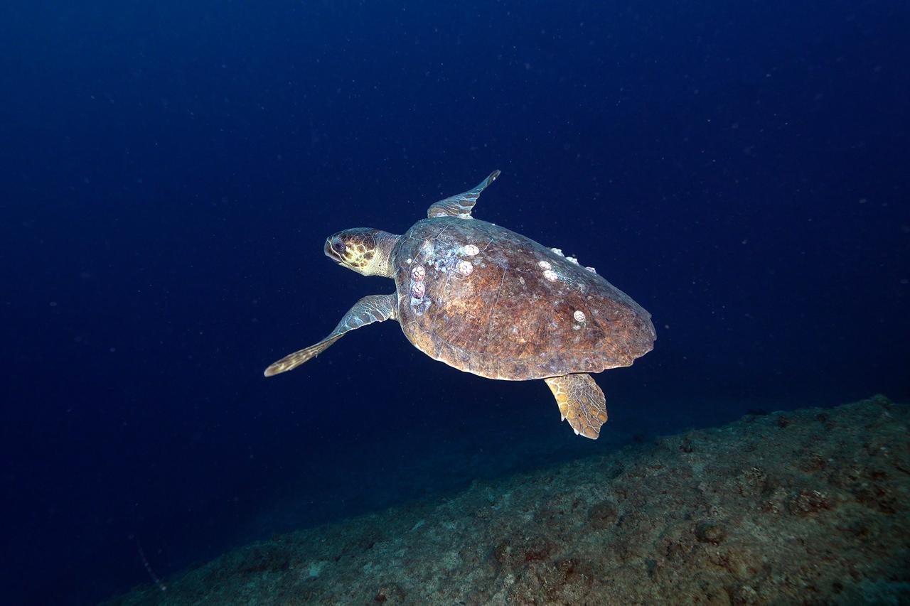 Divers explore Hatay’s underwater wonders, documents rich marine life