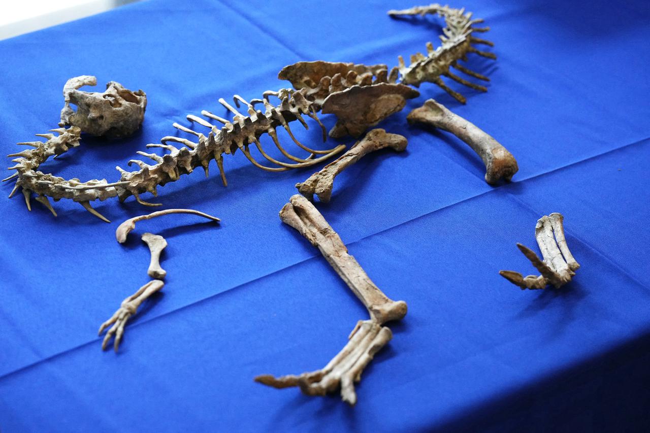 France hands over 70M-year-old dinosaur fossil to Mongolia