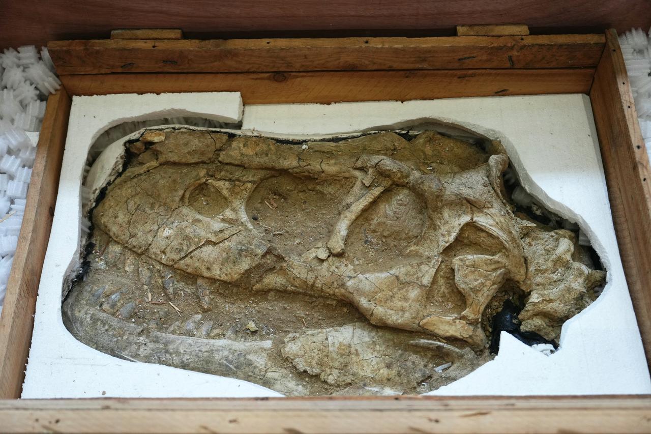 This photograph shows prehistoric artifacts, previously confiscated by French customs, on display during their official handover to Mongolian authorities at the Ministry of the Economy and Finance. Paris, France, December 8, 2025. (AFP Photo)