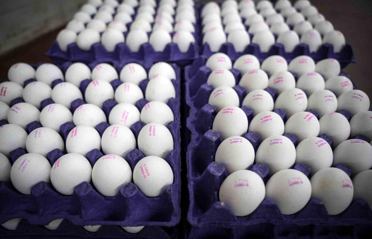 Trays of white eggs ready for distribution at a poultry facility in Türkiye, accessed on May 16, 2025. (AA Photo)
