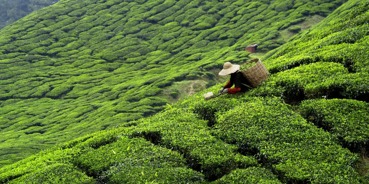 An agricultural worker picking tea leaves on a tea plantation. (Photo via Adobe Stock))