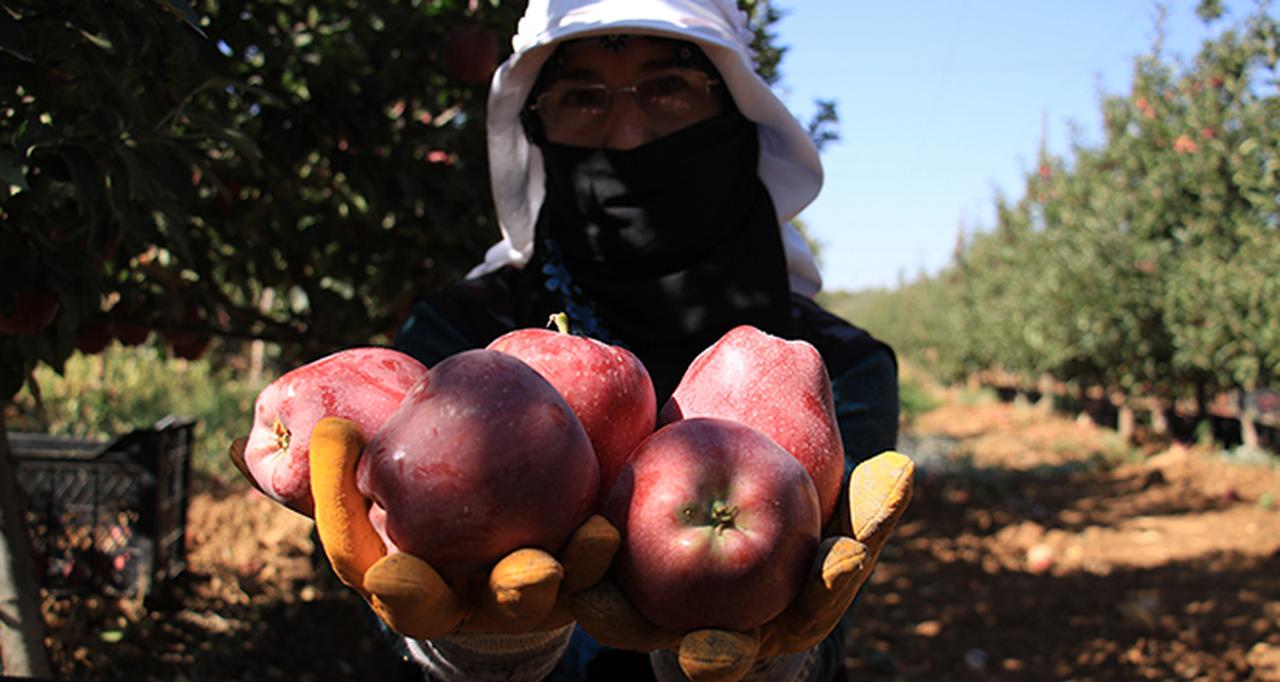 A farmer holds freshly picked apples in an orchard in Türkiye, accessed on May 23, 2025. (IHA Photo)