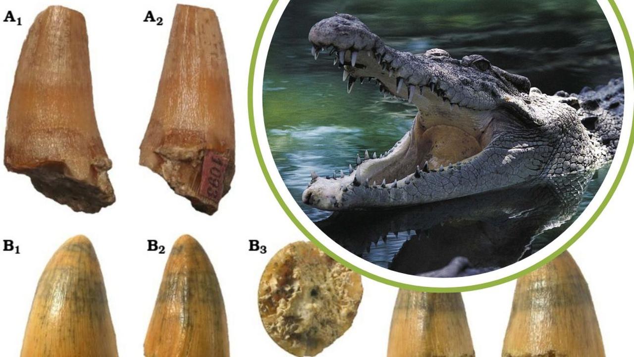 Representative crocodile photo and the 17-million-year-old crocodile remains discovered near the Belchatow coal mine. (Photos via Institute of Paleobiology / Polish Academy of Sciences)