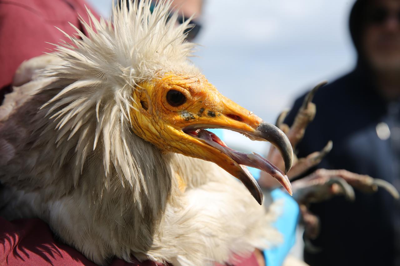 Endangered Egyptian vulture Midas travels over 100,00 km across 11 countries