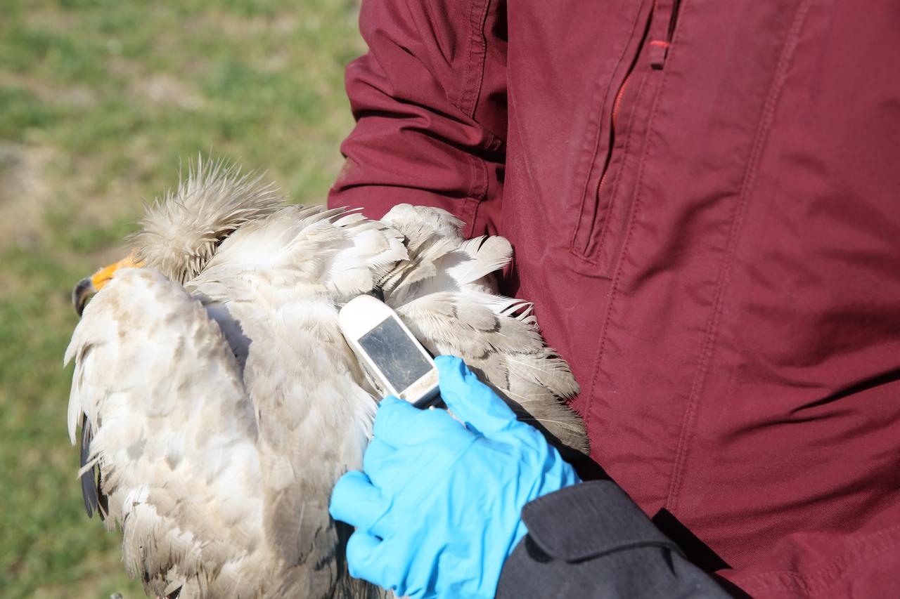 Satellite-tagged Egyptian vulture Midas, tracked as part of a 2022 conservation project in Eskisehir, Türkiye, is seen after flying 101,230 km across 11 countries, May 1, 2025. (AA Photo)