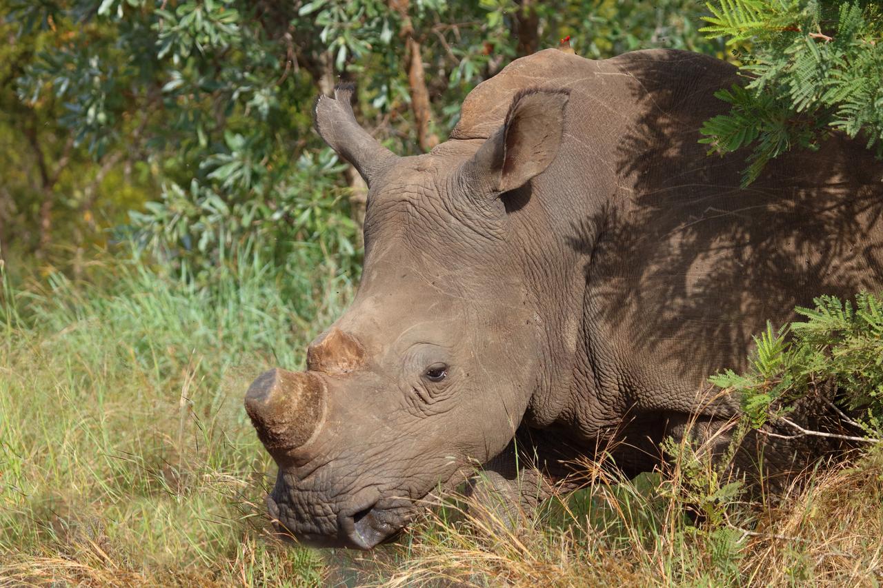 A rhino with its horn cut off in Africa. (Adobe Stock Photo)