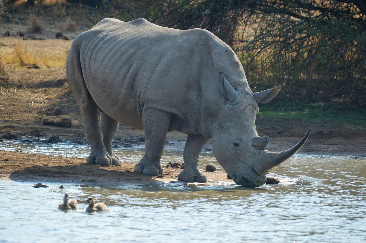 A rhino drinking water in Africa. (Adobe Stock Photo)