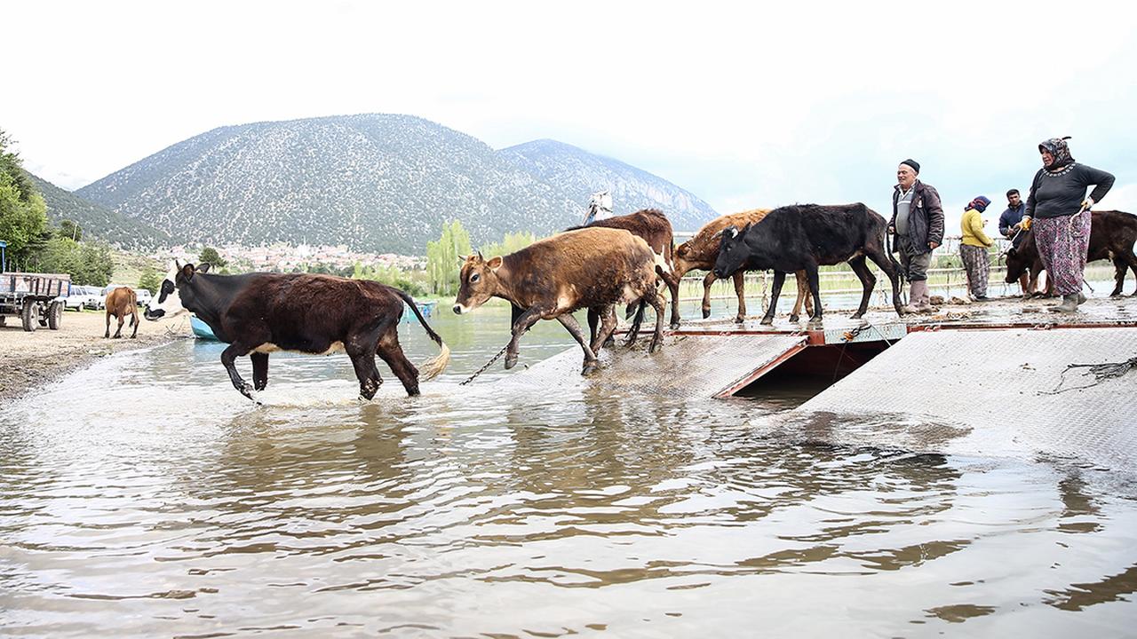 Yoruk people are carefully guiding their cattle from Mada Island across a shallow waterway towards the highlands. This journey is a testament to their traditional nomadic lifestyle and connection to the land. (Photo via AA)