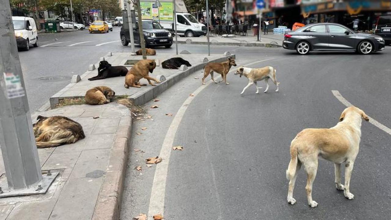 Stray dogs in istanbul (Photo: AA)