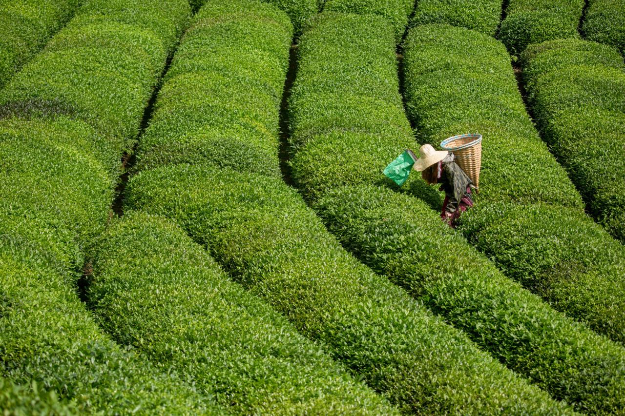 Young tea picker working in the lush tea gardens of Rize, Türkiye, in the Eastern Black Sea region. (Adobe Stock Photo)