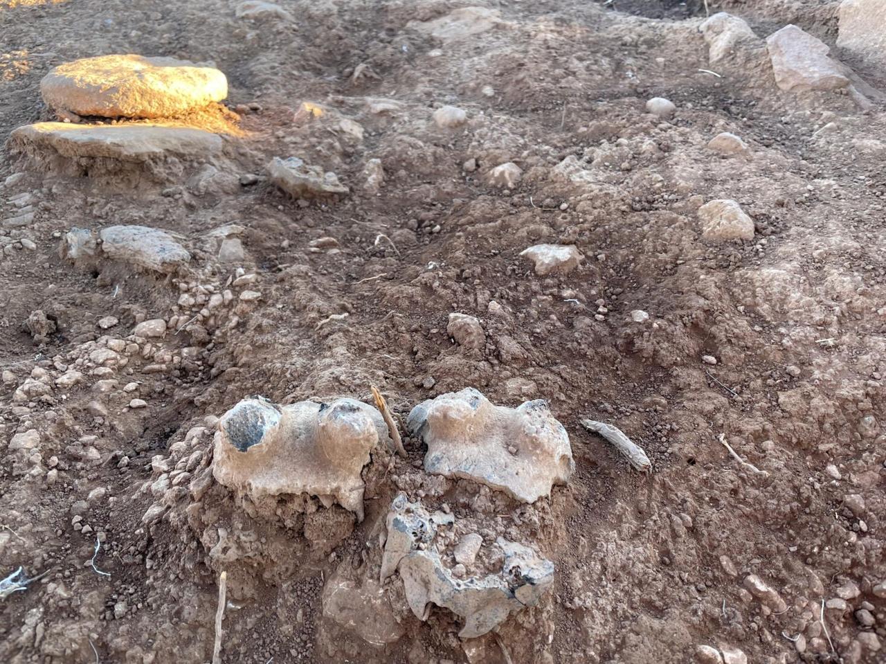 Gazelle skulls found at Cakmaktepe, Sanliurfa, Türkiye, Nov.5, 2024. (Photo via Koray Erdogan/Türkiye Today)
