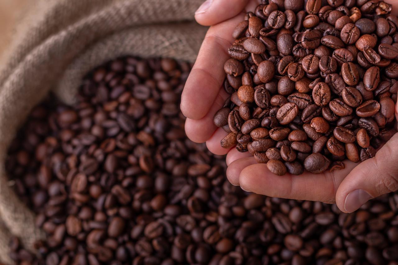 A close-up of roasted coffee beans being held in hand, accessed on May 9, 2025. (Adobe Stock Photo)