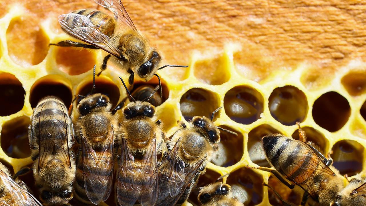 Apitherapy—a branch of alternative medicine using bee products—is gaining renewed interest, particularly in Türkiye's Aegean region. (AA Photo)