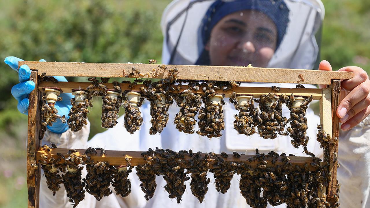 Apitherapy—a branch of alternative medicine using bee products—is gaining renewed interest, particularly in Türkiye's Aegean region. (AA Photo)