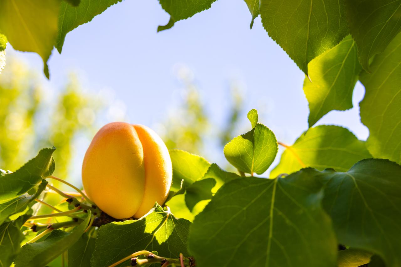 A ripe apricot grows under bright sunlight in an orchard in Malatya, Türkiye, accessed on June 15, 2025. (Adobe Stock Photo)