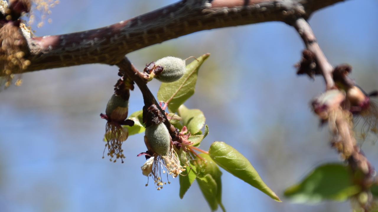 A close-up view of frost-damaged apricot buds in an orchard in Malatya, Türkiye, accessed on June 15, 2025. (IHA Photo)