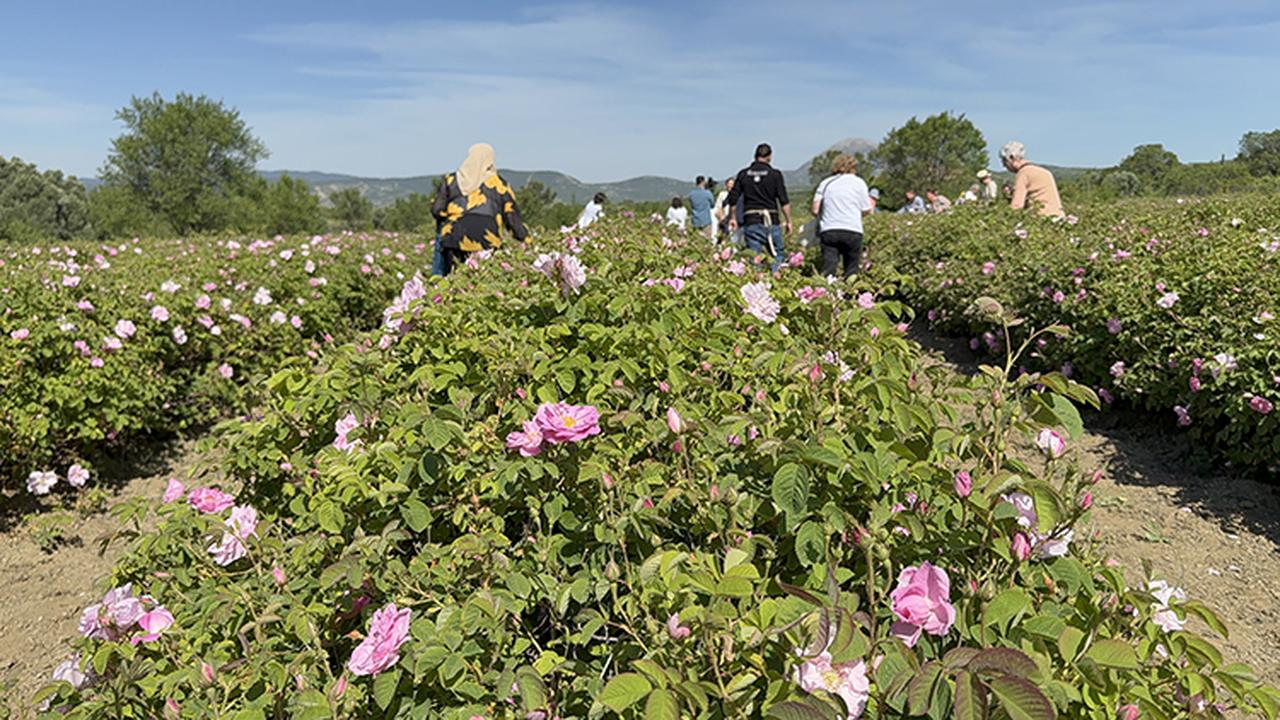From the rose gardens of Isparta. (AA Photo)