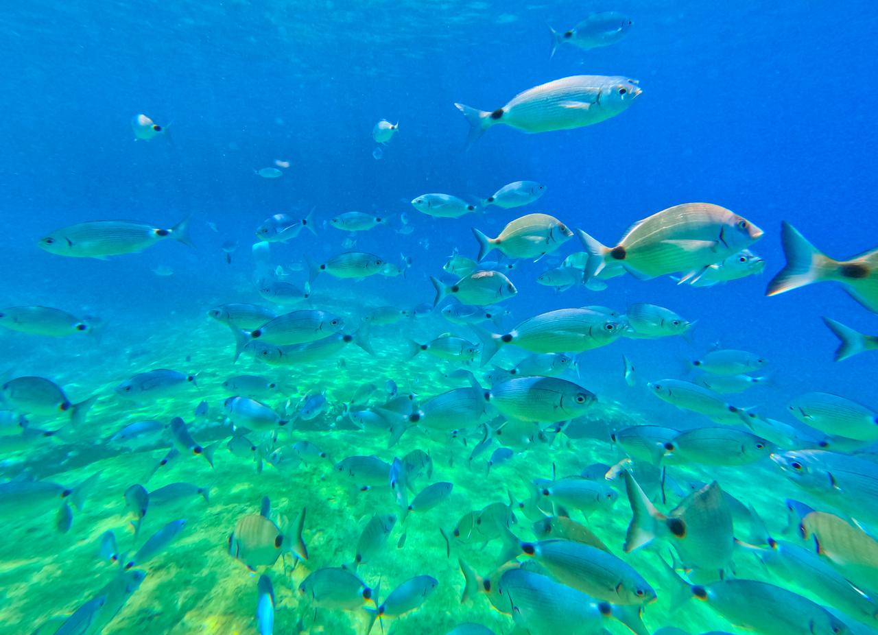 A view shows a variety of marine life as a group dives off Dalyan and Sariyarlar Bay, showcasing the region’s rich underwater landscape, in Mugla, Türkiye, May 30, 2025. (AA Photo)
