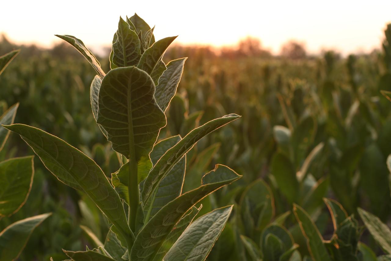 A close-up of a tobacco plant in Izmir, Türkiye, on June 23, 2025. (AA Photo)