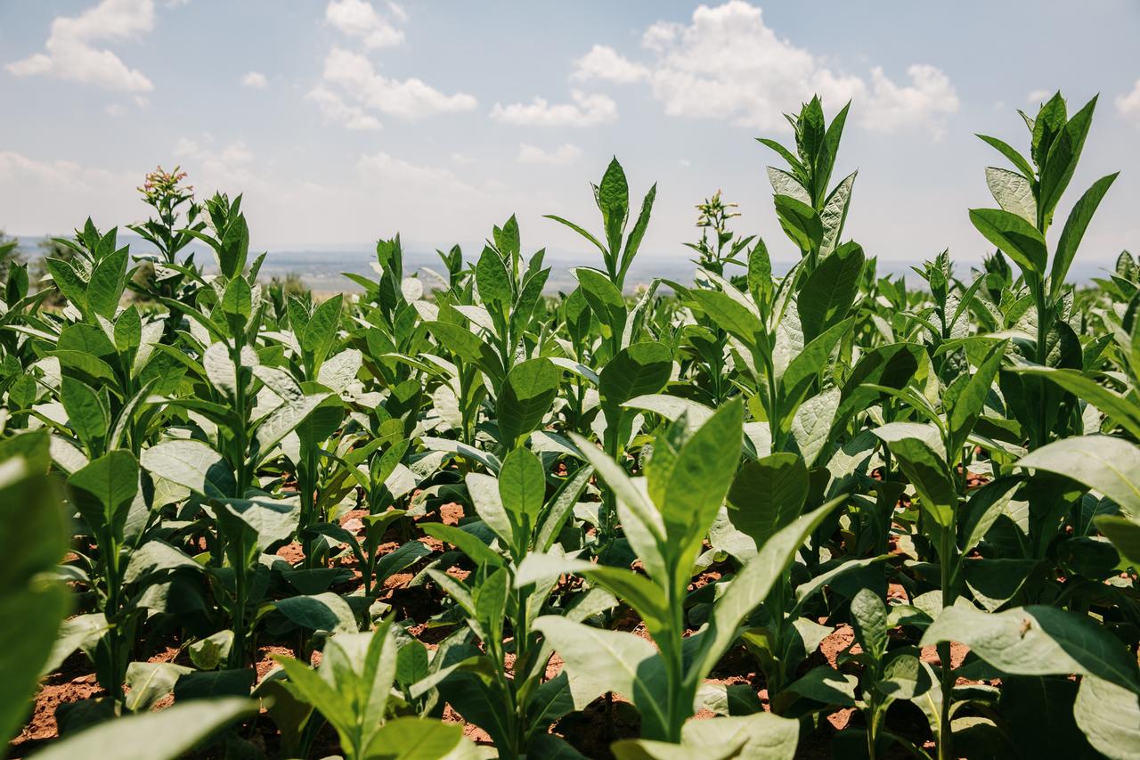 A view of tobacco plants growing in a field in Izmir, Türkiye, on June 23, 2025. (AA Photo)