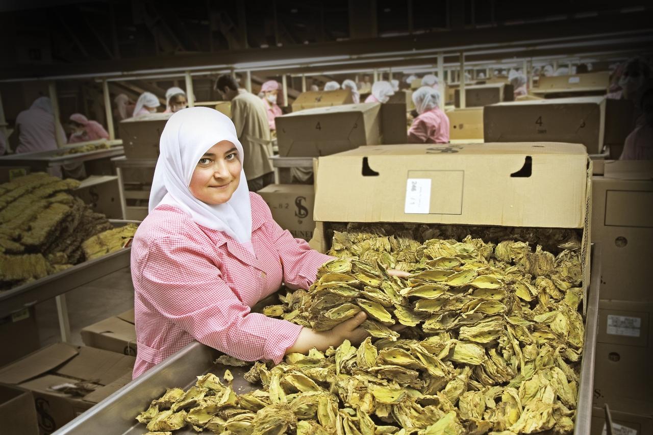 A worker at a tobacco processing facility in Izmir, Türkiye, on June 23, 2025. (AA Photo)