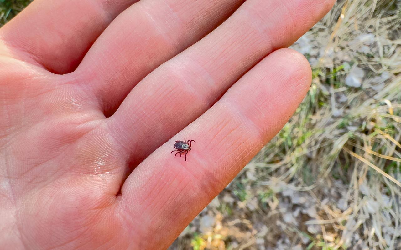 A tick walks on a mans hand. (Adobe Stock Photo)
