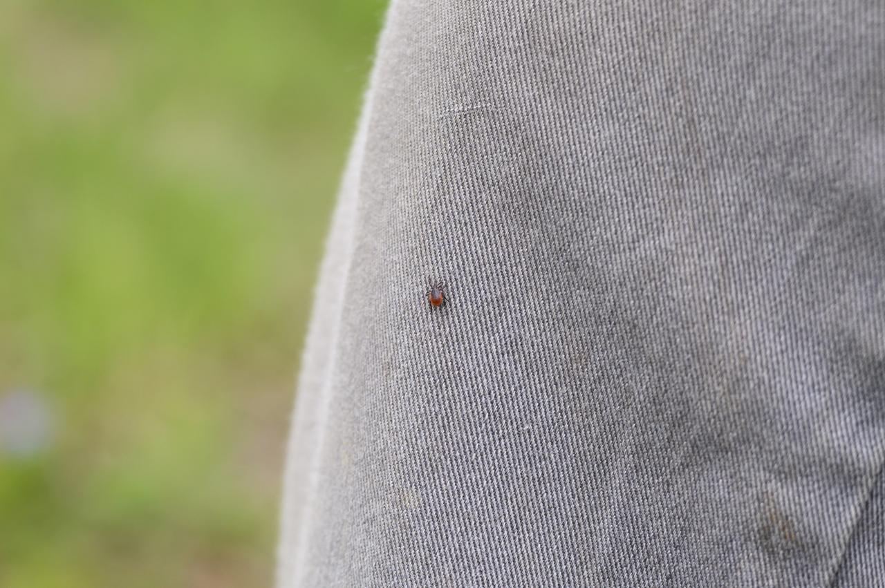 A tick walks on a man's pants. (Adobe Stock Photo)