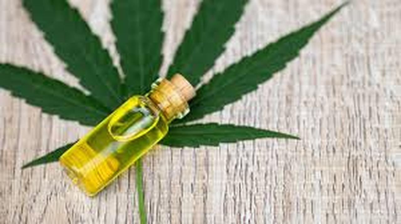 CBD oil next to a cannabis plant leaf, accessed on June 25, 2025. (Photo via Northwestern Medicine)
