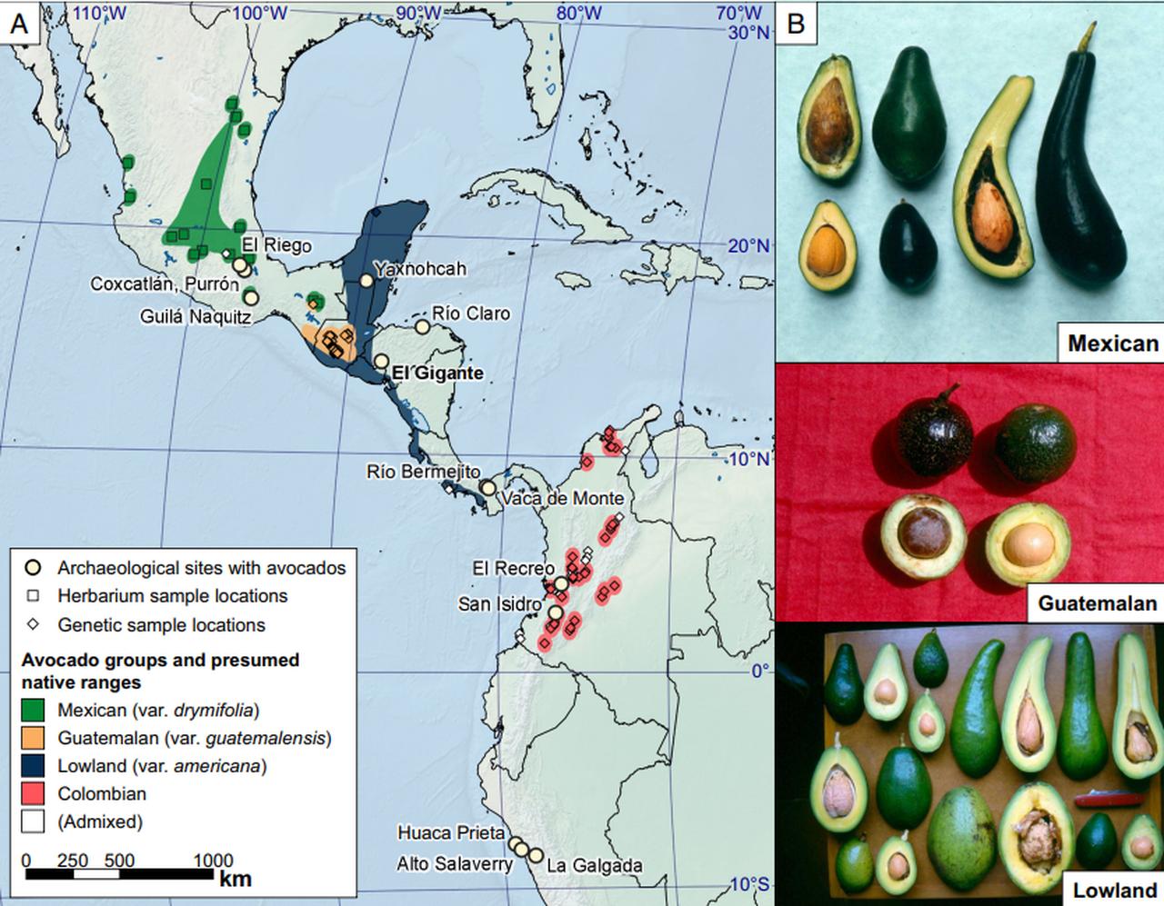 A: Map of Central and northern South America showing the presumed native ranges of the major avocado horticultural groups: Mexican (Persea americana var. drymifolia), Guatemalan (P. americana var. guatemalensis), and Lowland/Colombian (P. americana var. americana). The map also indicates the distribution of genetic samples and key archaeological sites where preserved avocado remains and environmental DNA have been recovered; B: Representative photographs of the three major avocado groups. (Photos via Alejandro F. Barrientos-Priego)